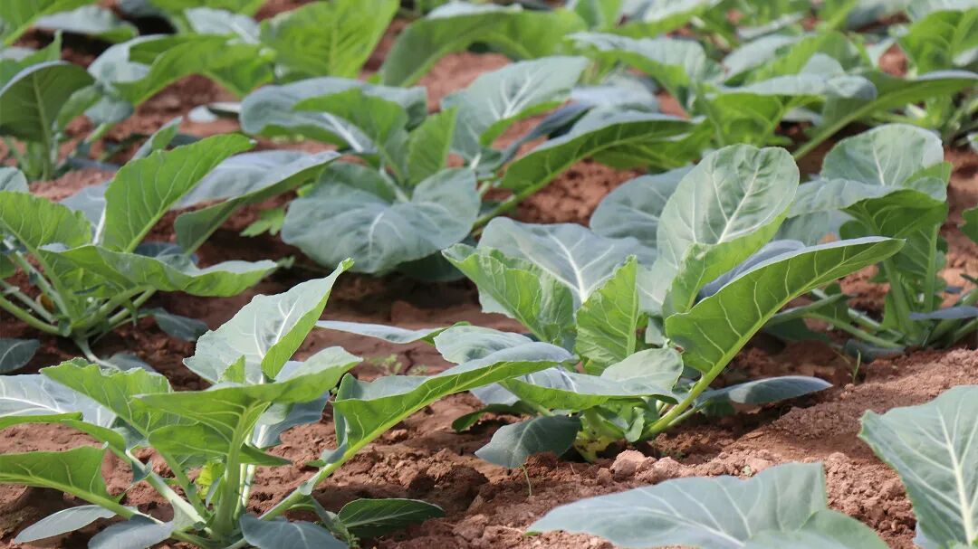 九五至尊VI-老品牌值得信任!